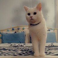 honeybeggy