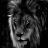 Blacklion